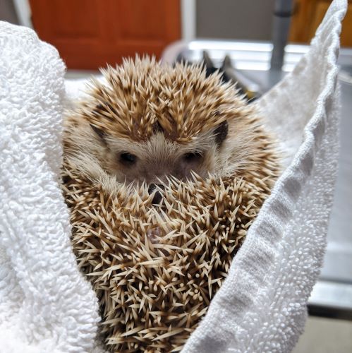 hedgehog curled up in towel