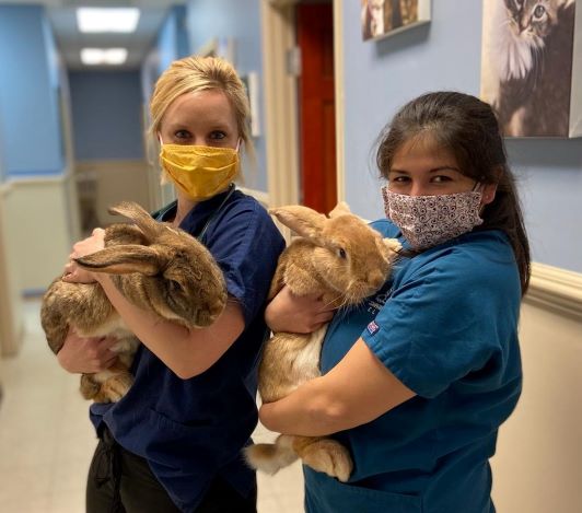 staff holding two rabbits