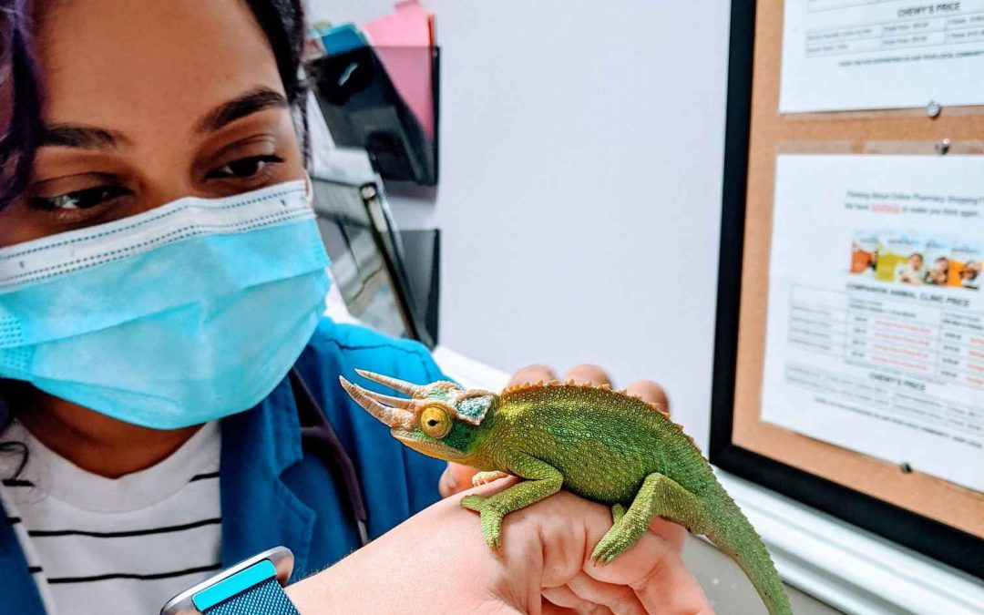 Veterinary Visits for Reptiles