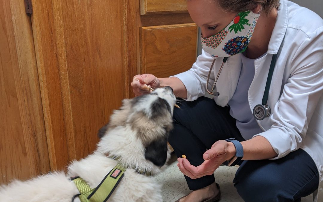 What Has It Been Like to be a Veterinarian During COVID-19?