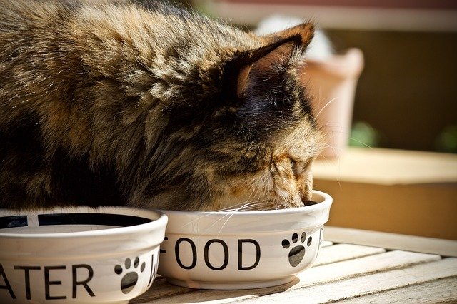 How to Feed Your Cat So It Stops Begging and Starts Losing Weight