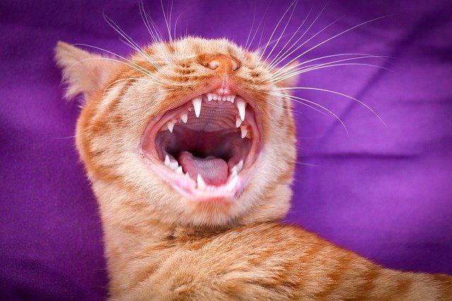 Cats and dogs need regular dental care, otherwise they can develop serious health issues.