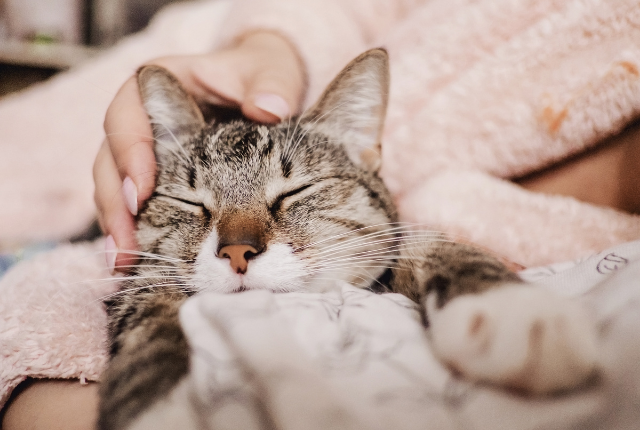 cat being snuggled by owner