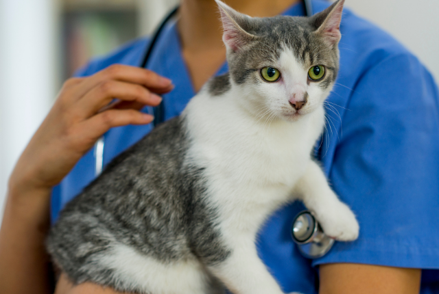 National Pet Wellness Month: Health Screens - Companion Animal Clinic