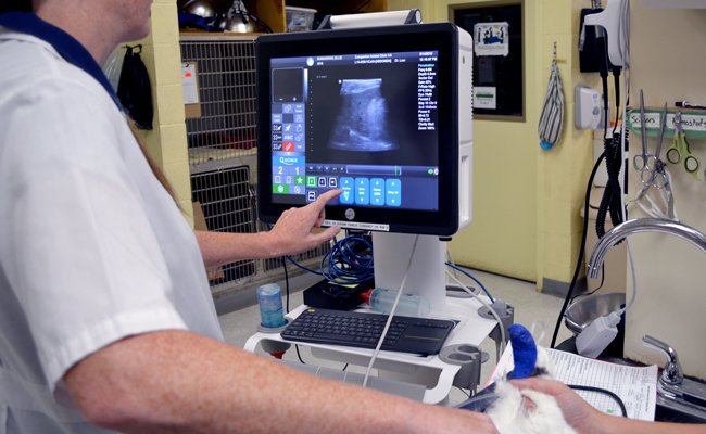 Companion Vets Utilizing X-Ray Equipment