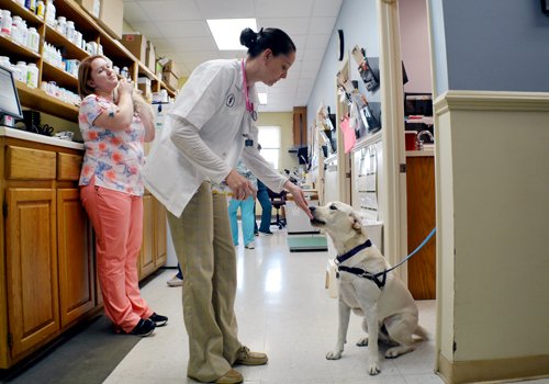 Veterinarian with Canine
