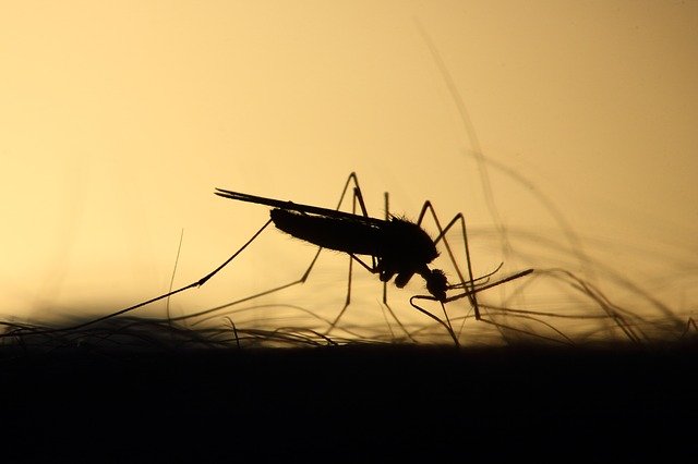 Mosquitoes can transmit heartworm to your pets at all times of year.