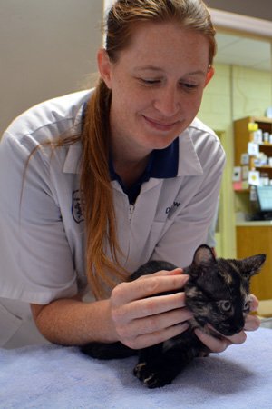 Kitten Exam by Veterinarian Dr. Low Veterinarian Kitten Exam